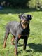 Rotweiller