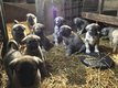 Chiots berger dAnatolie