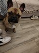 Bouledogue francais