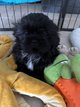 Shih-tzu