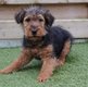 Chiots Welsh Terrir (parents prsents)