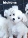 Chiots bichons  v