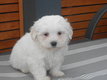 Mini bichon