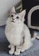 Merveilleuse petite chatte Maine Coon  rserver