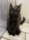 Les flins dHarveng Maine coon