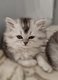 Chatons British Longhair et shorthair