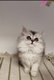 Chatons British Shorthair