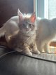 Maine Coon