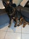 Berger allemand femelle