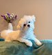 Mâle bichon maltais pour saillie