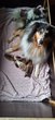 Chiots Colley 2 femelles,3 mles