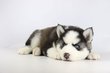 Husky Siberien, chiots Husky , elevage Belge