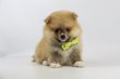 Spitz Pomeranian, Spitz Nain, elevage Belge
