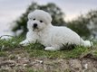 ❤️Adorables Bergers Blancs...