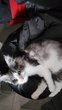 Main coon