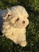 Bichon Maltais nain bb