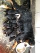 Magnifiques chiots bernois, levs  la ferme ...