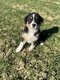 Berger australien disponible