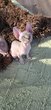 3 sphynx adorables avec pedigre...