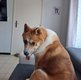 Beau Mâle Akita inu Massif