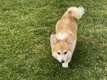 Super gentille femelle welsh corgi pembroke