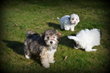 Chiots Maltipoo