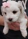 Magnifiques chiots bichons maltais  rserver