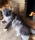 Main coon