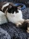 Chatons Maine Coons  l'adoption