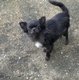 Femelle bleue  chihuahua