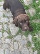 Chiots labradors noir et chocolat