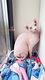 Chaton Sphynx Elf