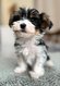 Superbes yorkshires terriers biewers et noir-feu