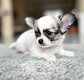 Superbes chihuahuas disponibles  la rservation