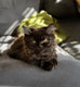 2 Femelles Selkirk Rex/straight Longhair noires