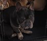 Saillie Mle bouledogue franais