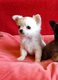 Magnifique bb chiots chihuahua petit gabarit