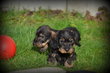 Chiots Teckel poil dur