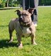American Bully