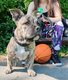 American Bully