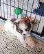Magnifiques chiots Spitz allemand (4 mle et 1...