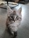 Chatons Maine Coon