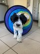 Terrier Tibtain chiots (hypoallergnique)