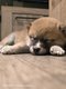 Chiots Shiba Inu - levage familial.