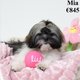 Chiots Lhassa Apso ns en octobre