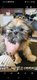 Lhassa apso nain
