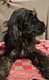 Superbes cockapoo