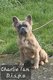 Bouledogue franais