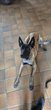 Berger malinois mle  donner contre bon soins