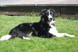 4 Border collie noir/blanc